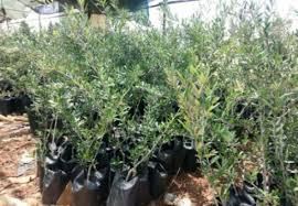 الاغاثة الزراعية توزع اشتال على المزارعين في بلدة عرابة